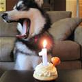 funny dog 2