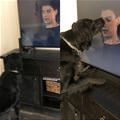 funny dog 1