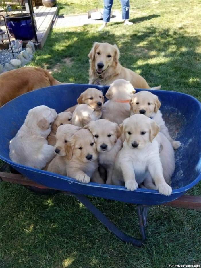 A Bunch Of Pups