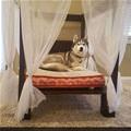 funny dog 1