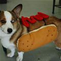 funny dog 5