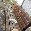 funny dog 3