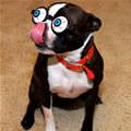 funny dog 5