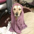 funny dog 2