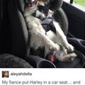 funny dog 2