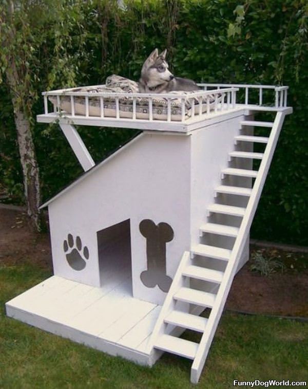 Amazing Dog House