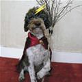 funny dog 2