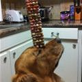 funny dog 1