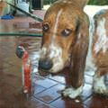 funny dog 1