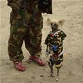 funny dog 2