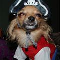 funny dog 2