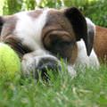 funny dog 3