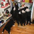 funny dog 5