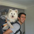 funny dog 2