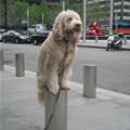 funny dog 1