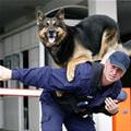 funny dog 5