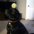 funny dog 2
