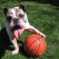 funny dog 2