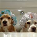 funny dog 3