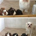 funny dog 5