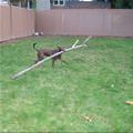 funny dog 4