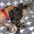 funny dog 3