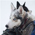 funny dog 3