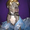 funny dog 5