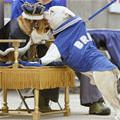 funny dog 5