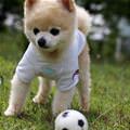 funny dog 1