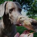 funny dog 4