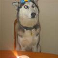 funny dog 2
