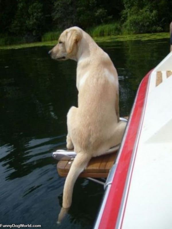 Boater Dog