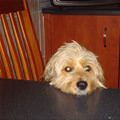 funny dog 5