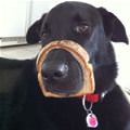 funny dog 5