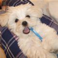 funny dog 1