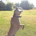 funny dog 2