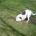 funny dog 1
