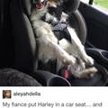funny dog 4