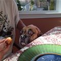 funny dog 3