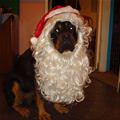 funny dog 1