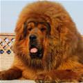 funny dog 3