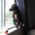 funny dog 2