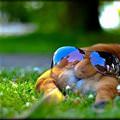 funny dog 2