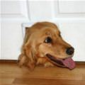 funny dog 1