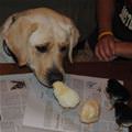 funny dog 3