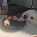 funny dog 1