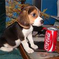 funny dog 1