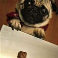 funny dog 5