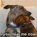 funny dog 1